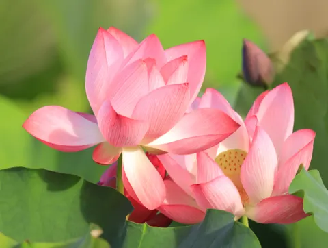 Lotus 4K Wallpaper · flowers · 3840×2892
