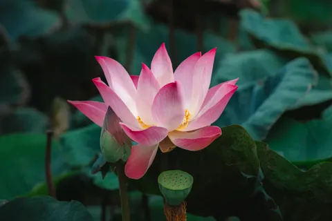 Lotus 4K Wallpaper · flowers · 3840×2561