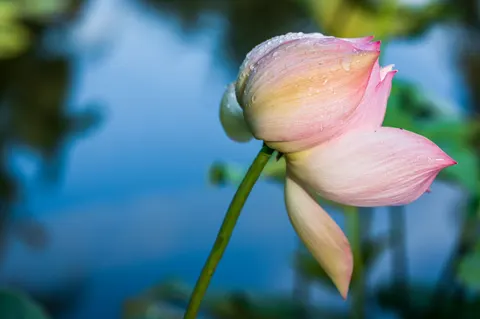 Lotus 4K Wallpaper · flowers · 3840×2555