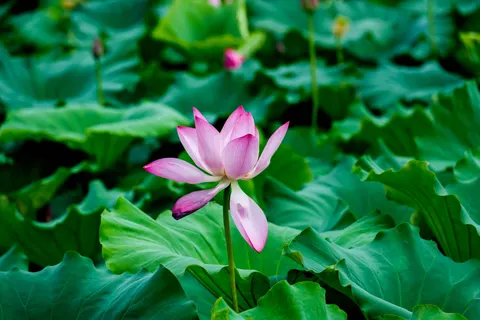 Lotus 4K Wallpaper · flowers · 3840×2563