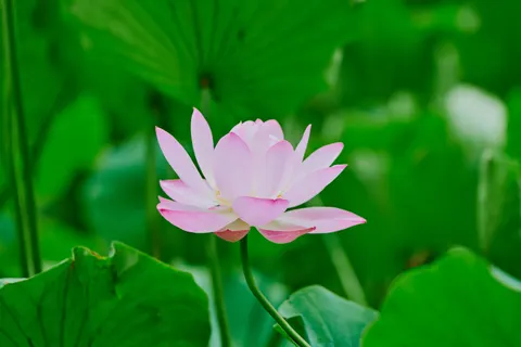 Lotus 4K Wallpaper · flowers · 3840×2560
