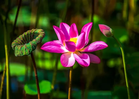 Lotus 4K Wallpaper · flowers · 3840×2743