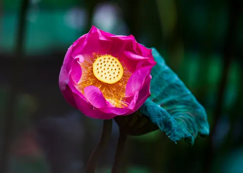 Lotus 4K Wallpaper · flowers · 3840×2743