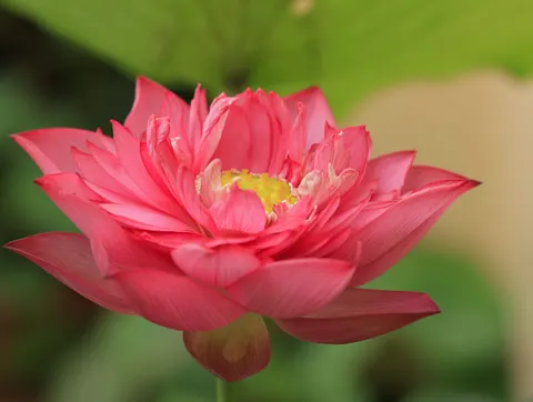 Lotus 4K Wallpaper · flowers · 3840×2892