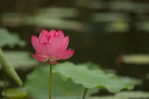Lotus 4K Wallpaper · flowers · 3840×2560