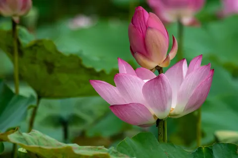 Lotus 4K Wallpaper · flowers · 3840×2560