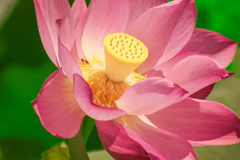 Wallpaper Teratai 4K · flowers · 3840×2560
