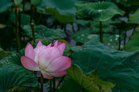 Lotus 4K Wallpaper · flowers · 3840×2560