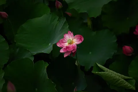 Lotus 4K Wallpaper · flowers · 3840×2560