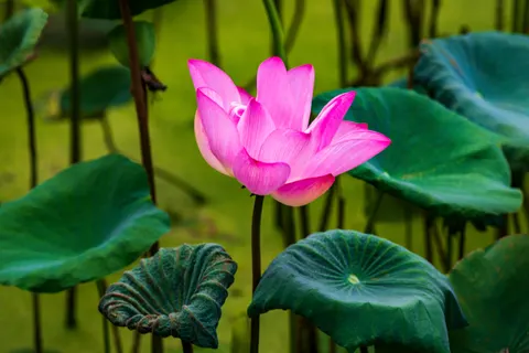 Lotus 4K Wallpaper · flowers · 3840×2560