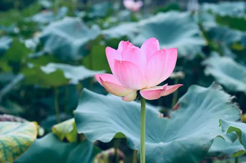 Lotus 4K Wallpaper · flowers · 3840×2555
