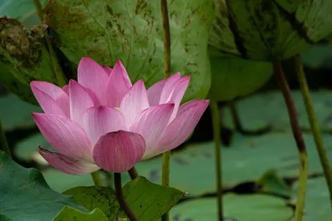Lotus 4K Wallpaper · flowers · 3840×2560