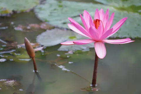 Lotus 4K Wallpaper · flowers · 3840×2560