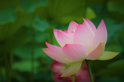 Lotus 4K Wallpaper · flowers · 3840×2560