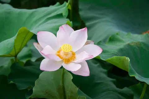 Lotus 4K Wallpaper · flowers · 3840×2560
