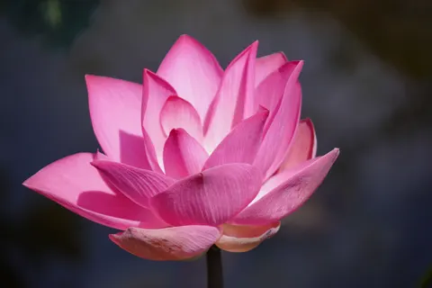 Lotus 4K Wallpaper · flowers · 3840×2560