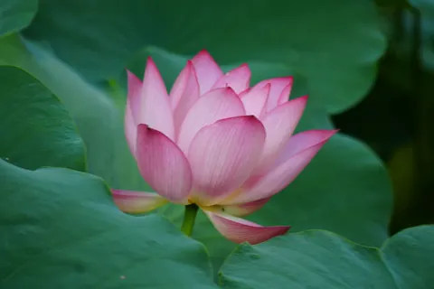 Lotus 4K Wallpaper · flowers · 3840×2560