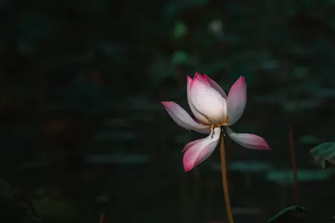 Lotus 4K Wallpaper · flowers · 3840×2561