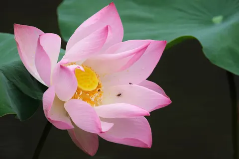 कमल 4K वॉलपेपर · flowers · 3840×2560