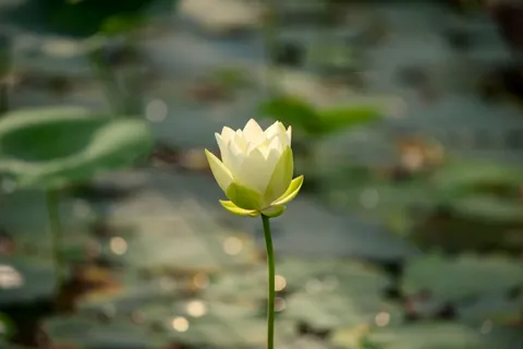 Lotus 4K Wallpaper · flowers · 3840×2563