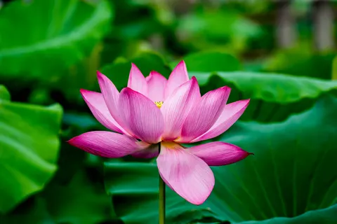 Lotus 4K Wallpaper · flowers · 3840×2563