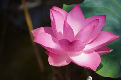 Lotus 4K Wallpaper · flowers · 3840×2560