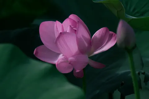 والپیپر نیلوفر آبی با کیفیت 4K · flowers · 3840×2560