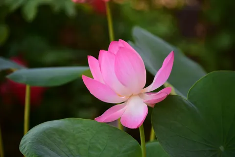 Lotus 4K Wallpaper · flowers · 3840×2560