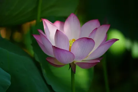 Lotus 4K Wallpaper · flowers · 3840×2560