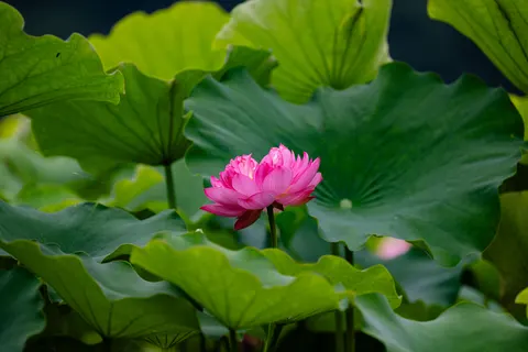 Lotus 4K Wallpaper · flowers · 3840×2560