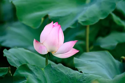 Lotus 4K Wallpaper · flowers · 3840×2549