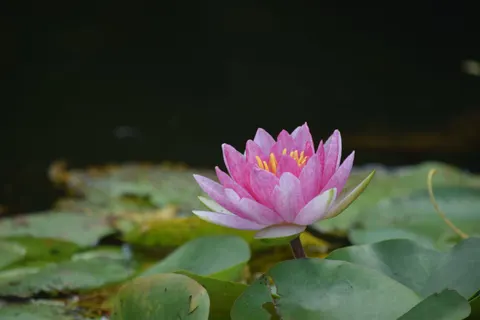 Lotus 4K Wallpaper · flowers · 3840×2560