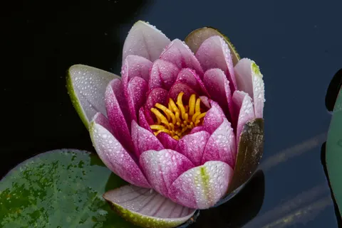 Lotus 4K Wallpaper · flowers · 3840×2565