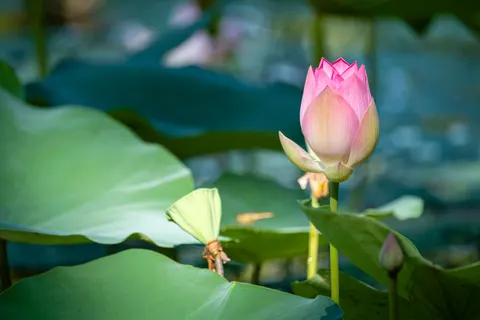 Lotus 4K Wallpaper · flowers · 3840×2560