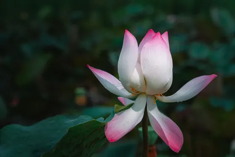 Lotus 4K Wallpaper · flowers · 3840×2562