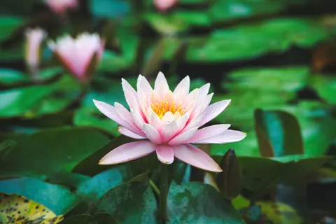 Lotus 4K Wallpaper · flowers · 3840×2560