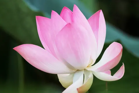 Lotus 4K Wallpaper · flowers · 3840×2560