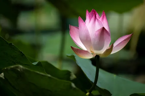 Lotus 4K Wallpaper · flowers · 3840×2560