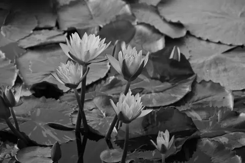 Lotus 4K Wallpaper · flowers · 3840×2563