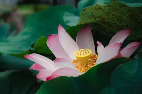 Lotus 4K Wallpaper · flowers · 3840×2561