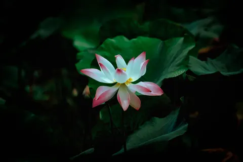 蓮花 4K桌布 · flowers · 3840×2560