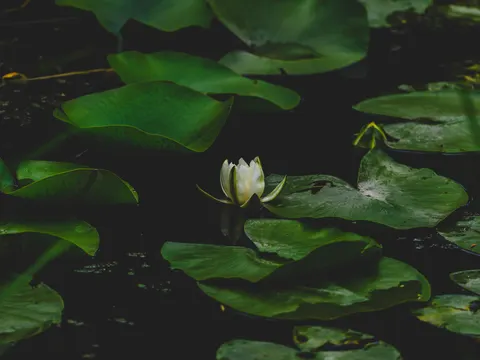 Lotus 4K Wallpaper · flowers · 3840×2880