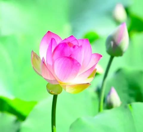 Lotus 4K Wallpaper · flowers · 3840×3544
