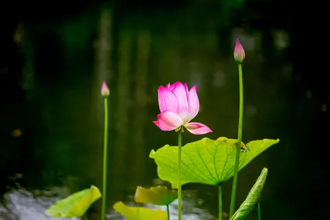 Lotus 4K Wallpaper · flowers · 3840×2560
