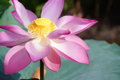 Lotus 4K Wallpaper · flowers · 3840×2560