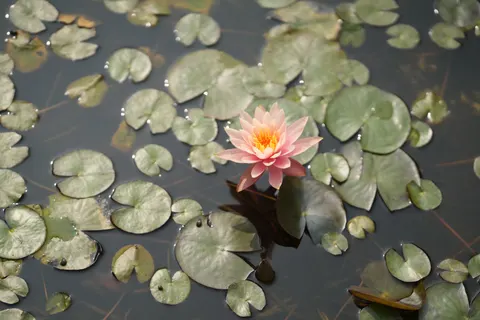 Lotus 4K Wallpaper · flowers · 3840×2560