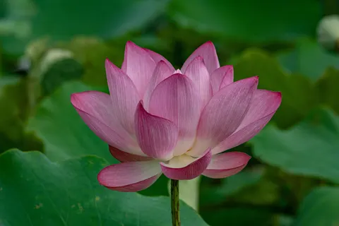 Lotus 4K Wallpaper · flowers · 3840×2560