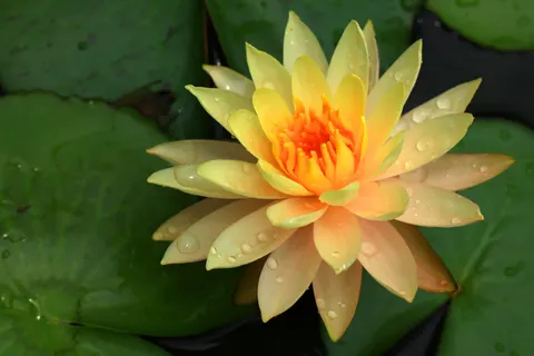 Fondo de pantalla Loto 4K · flowers · 3840×2560