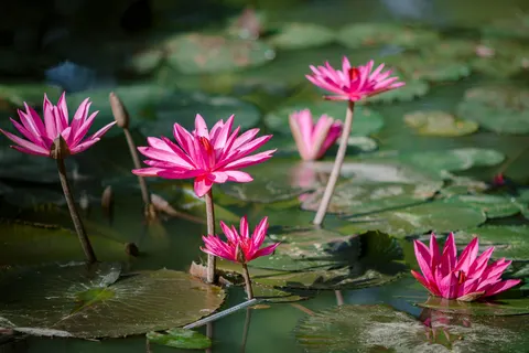 Lotus 4K Wallpaper · flowers · 3840×2560