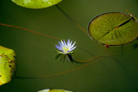 Lotus 4K Wallpaper · flowers · 3840×2560